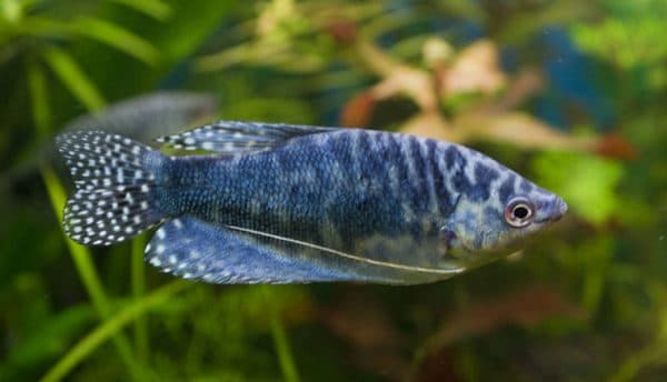 Прекрасный мраморный гурами