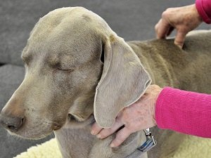 рассасывающий остеохондроз локтей у собак