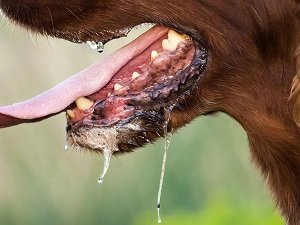 вакцина от бешенства для собак