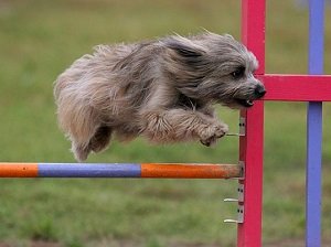 соревнования собак по аджилити