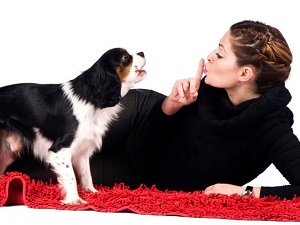 почему воет собака причины