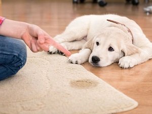 как отучить собаку гадить дома