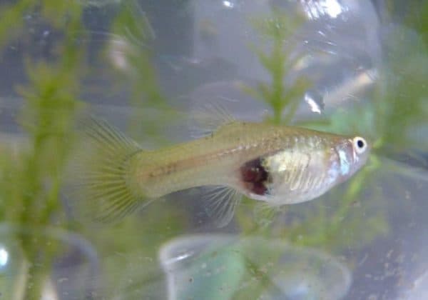 Гуппи беременная