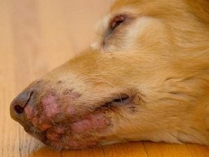 герпес у собак фото