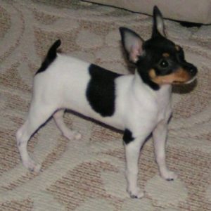 Той-фокстерьер: особенности проживания с маленьким энергичным другом