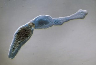 Фото: карликовый цепень