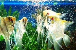 Рыбки северумы кормление