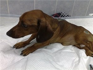 дископатия у собак симптомы