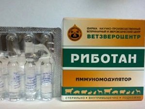 причина соплей у собаки