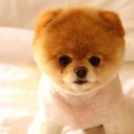 Померанский шпиц: особенности породы