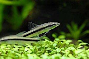 Сиамский водорослеед, или SAE