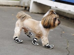 размеры обуви для собак