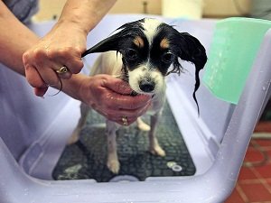 папильон собака купить