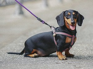 купить собаку таксу