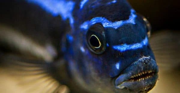 Меланохромис майнгано в аквариуме