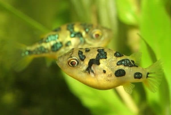 Тетрадон карликовый описание внешности