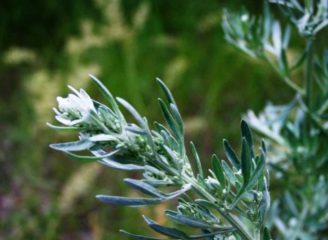 Полынь горькая