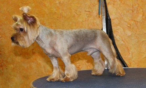 стрижка йорка мальчика мордочка