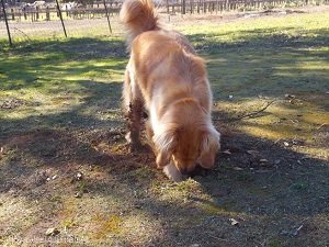 как отучить собаку подбирать с земли