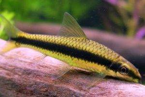 Сиамский водорослеед, или SAE