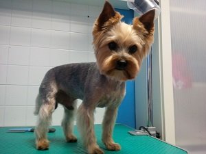 красивые стрижки йорков мальчиков фото