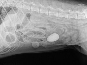 кишечная непроходимость у собаки симптомы лечение