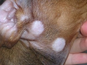 стриженный лишай у собак