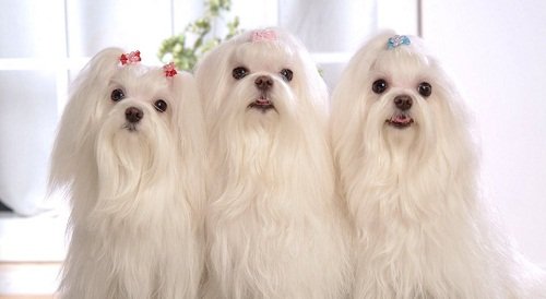 мальтийская болонка фото