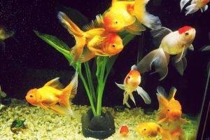 Рыбка оранда разведение