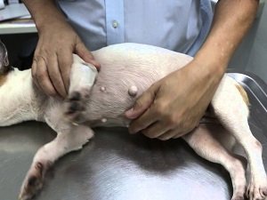 антибиотик при эндометрите у собак