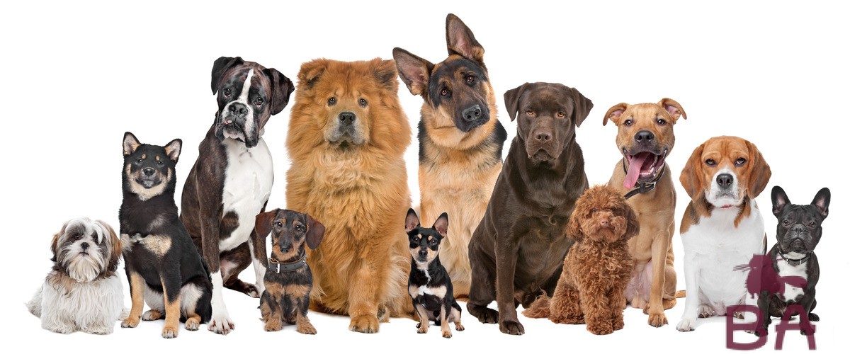 Как называется порода собаки из фильма Хатико