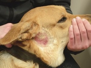 экзема у собак лечение