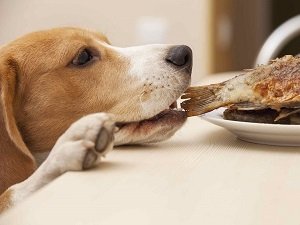 почему собака ворует еду