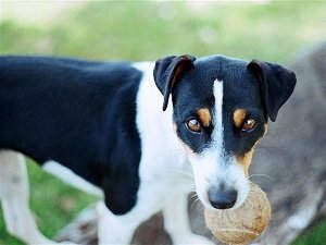 бразильский терьер описание породы