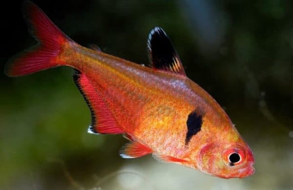 Минор рыбка описание