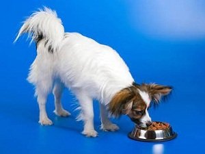 собака бабочка папильон фото