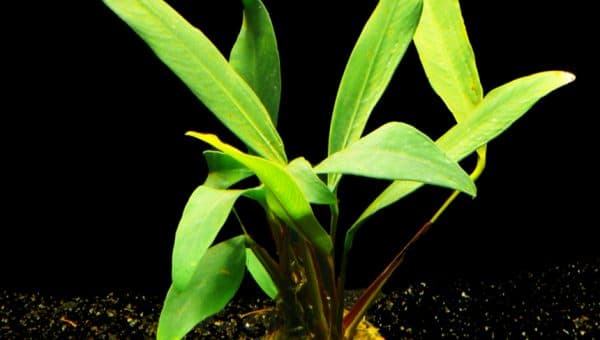 Анубиас афцели