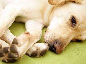 асцит при энтеропатии с потерей белка