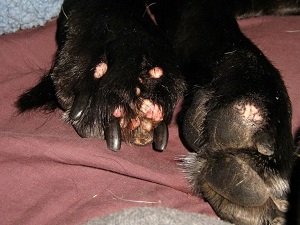 бородавки у собак фото