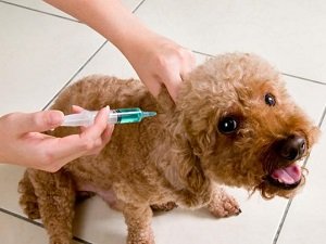 комплексная прививка с бешенством для собак