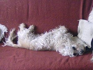 денди динмонт терьер питомники