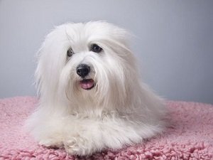 порода собак котон де тулеар