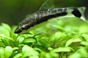 Отоцинклюс